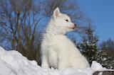 SIBERIAN HUSKY 737